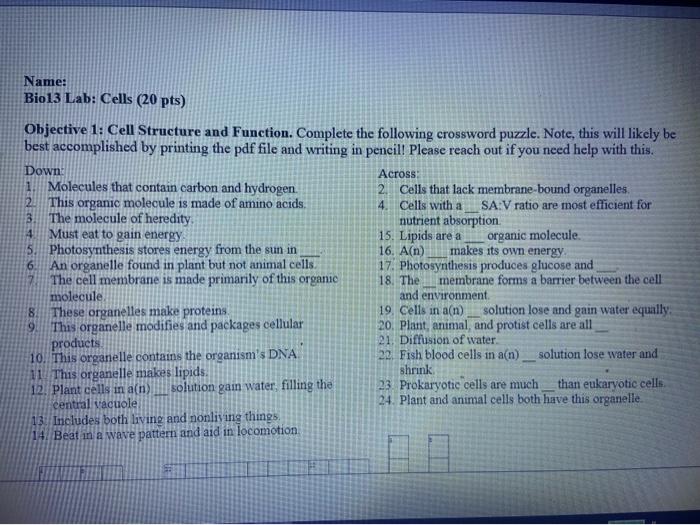 Solved Name: Bio13 Lab: Cells (20 pts) 22 3 1 6 Objective 1: | Chegg.com