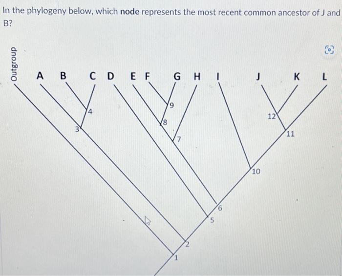 Solved In The Phylogeny Below, Which Node Represents The | Chegg.com