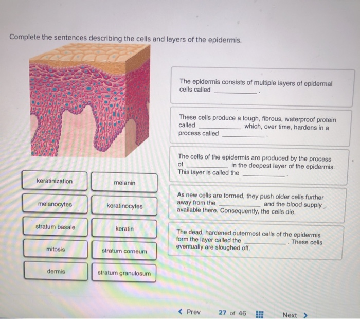 Solved complete the sentences describing the cells in layers | Chegg.com