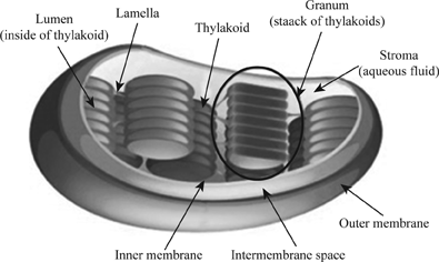 thylakoid structure and function
