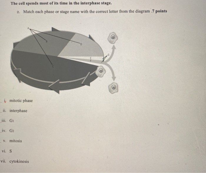 Solved The cell spends most of its time in the interphase | Chegg.com