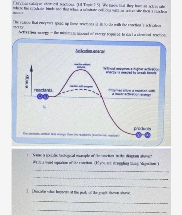 Solved Enzymes catalyze chemical reactions (IB Topic 2.5) We