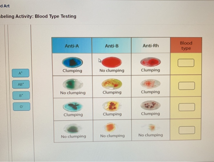 solved-d-art-beling-activity-blood-type-testing-blood-chegg