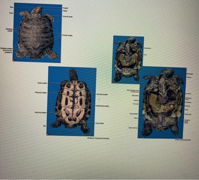 Solved Exercise 211 Turtle dissection videos Pay