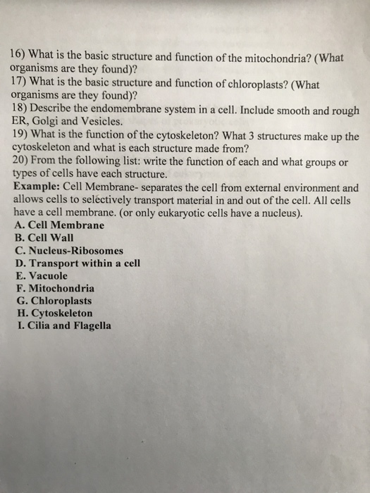 Solved 16) What is the basic structure and function of the | Chegg.com