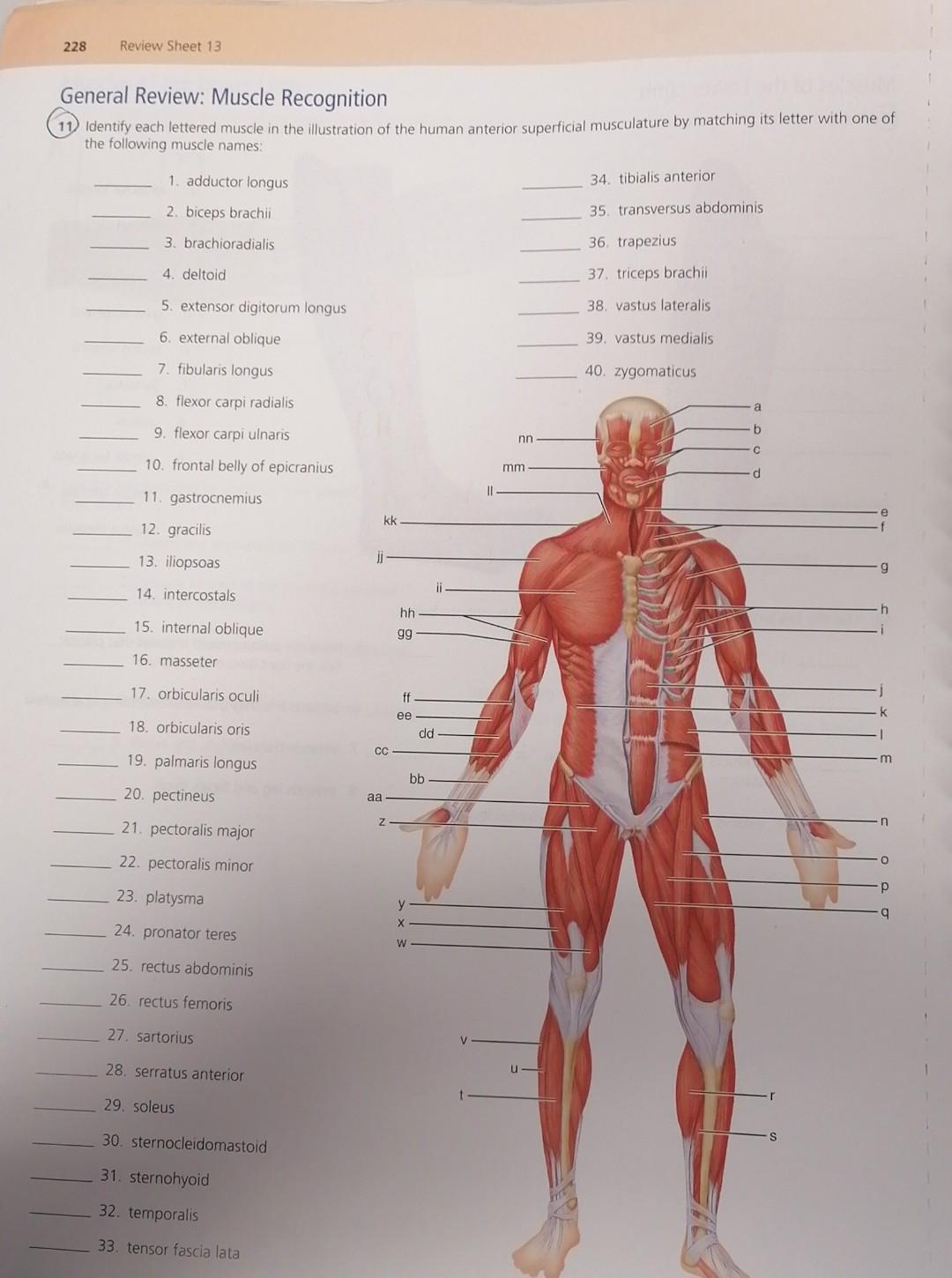 SOLVED: The Muscular System 135 SECTION 2: Muscles that Move the Pectoral  Girdle A. Label Figure 11.2 with the correct muscle using the list of  muscles provided. You will also be required