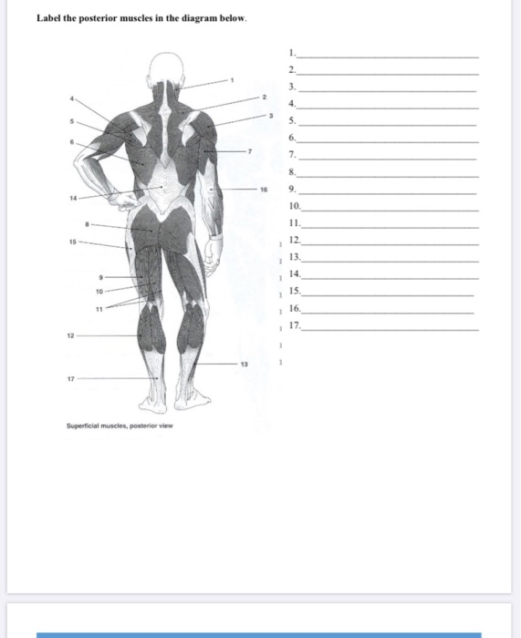 Solved Label the posterior muscles in the diagram below. 1 | Chegg.com