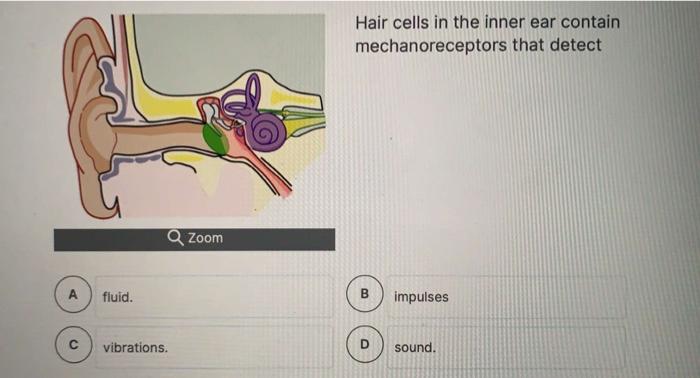 Solved Hair cells in the inner ear contain mechanoreceptors | Chegg.com