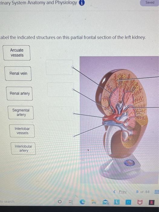 Solved sinary System Anatomy and Physiology i Saved abel the | Chegg.com