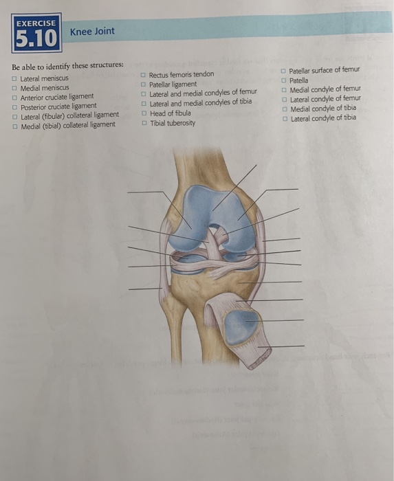 Solved EXERCISE 5.10 Knee Joint Be able to identify these | Chegg.com