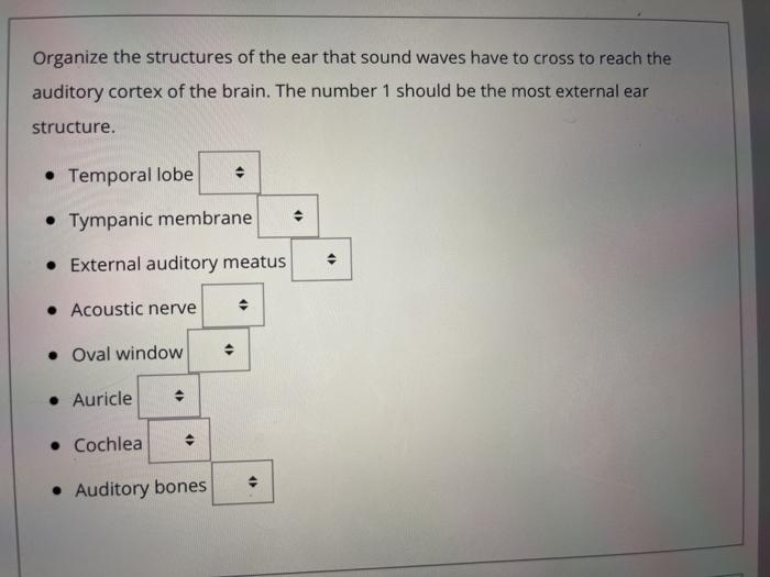 Solved Organize the structures of the ear that sound waves | Chegg.com
