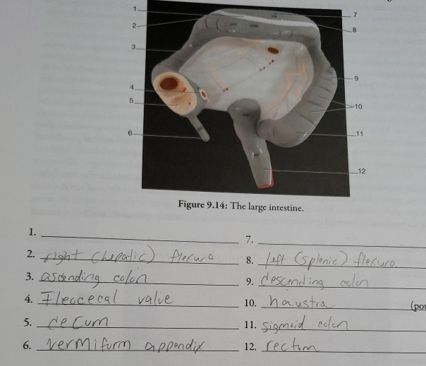 Large intestine function — Science Learning Hub