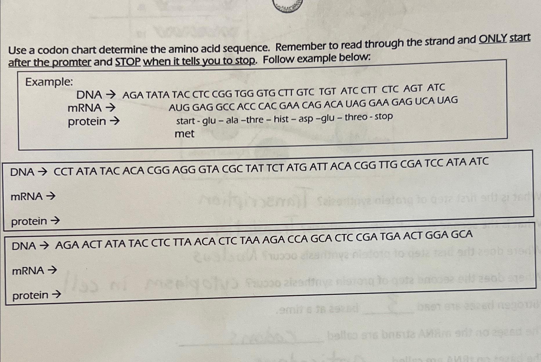 Solved Use a codon chart determine the amino acid sequence. | Chegg.com