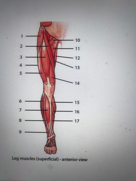 Anterior View of the Superficial Muscles of the Leg