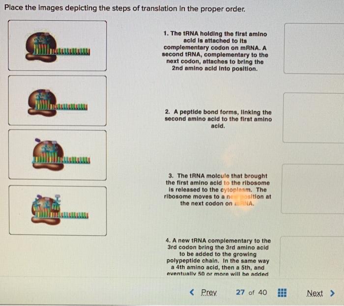 solved-place-the-images-depicting-the-steps-of-translation-chegg