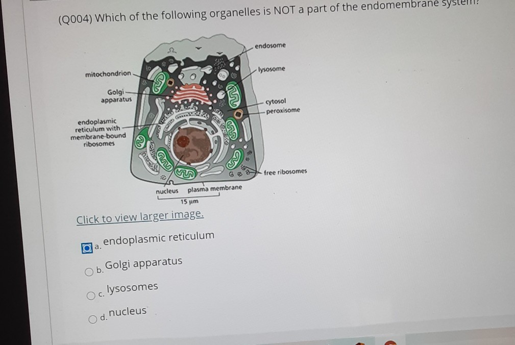 (2004) Which of the following organelles is NOT a | Chegg.com