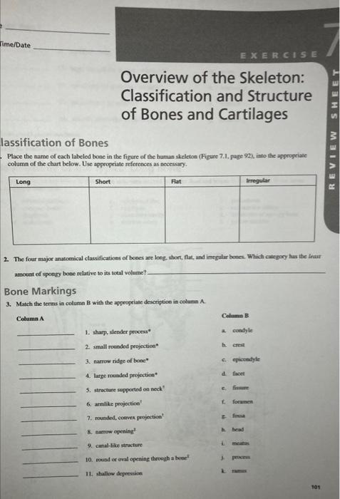 Solved Overview Of The Skeleton: Classification And | Chegg.com