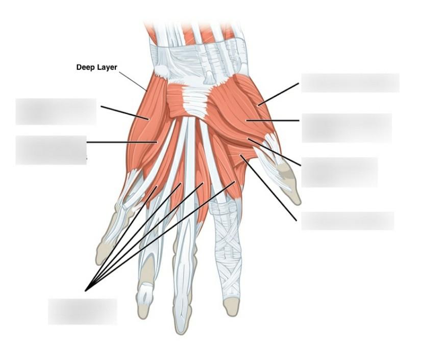 Solved Muscles Of The Lower Limb Foot 1 2 3 5 Dart Co Chegg Com