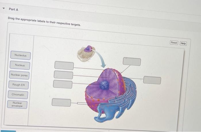 Solved Part A Drag the appropriate labels to their | Chegg.com