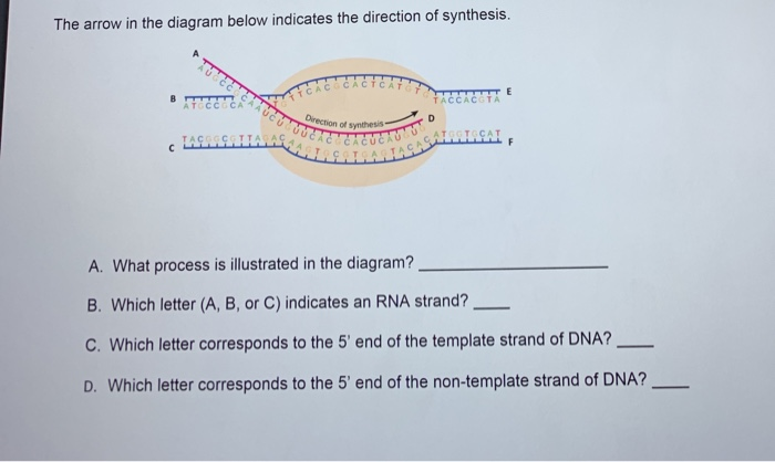 Solved The arrow in the diagram below indicates the | Chegg.com
