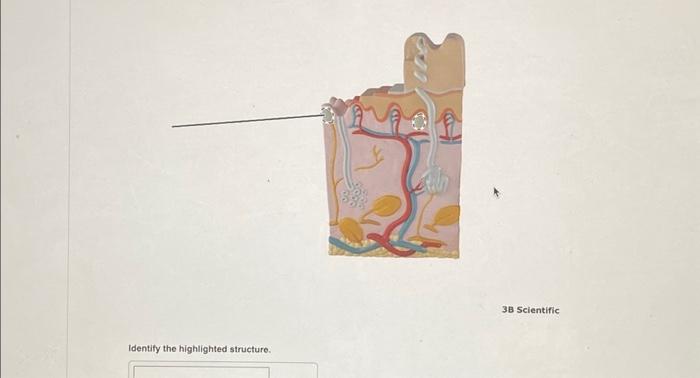 Solved 3B Scientific Identify the highlighted structure. | Chegg.com
