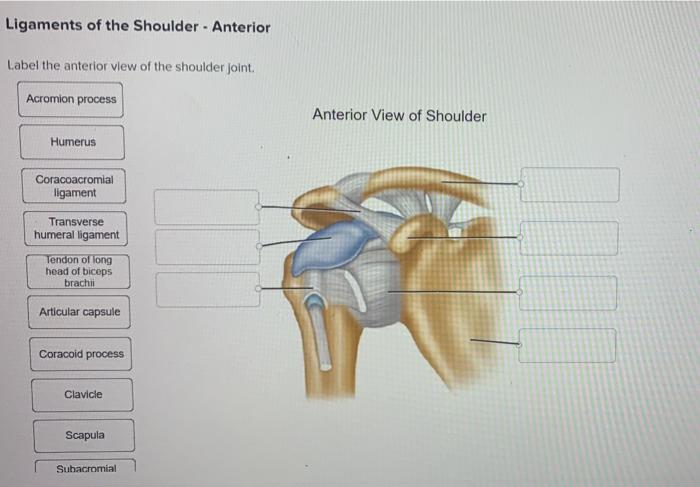 Solved Ligaments of the Shoulder - Anterior Label the | Chegg.com