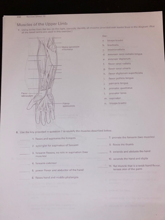 Solved Muscles Of The Head And Neck Using Choices From There | Chegg.com