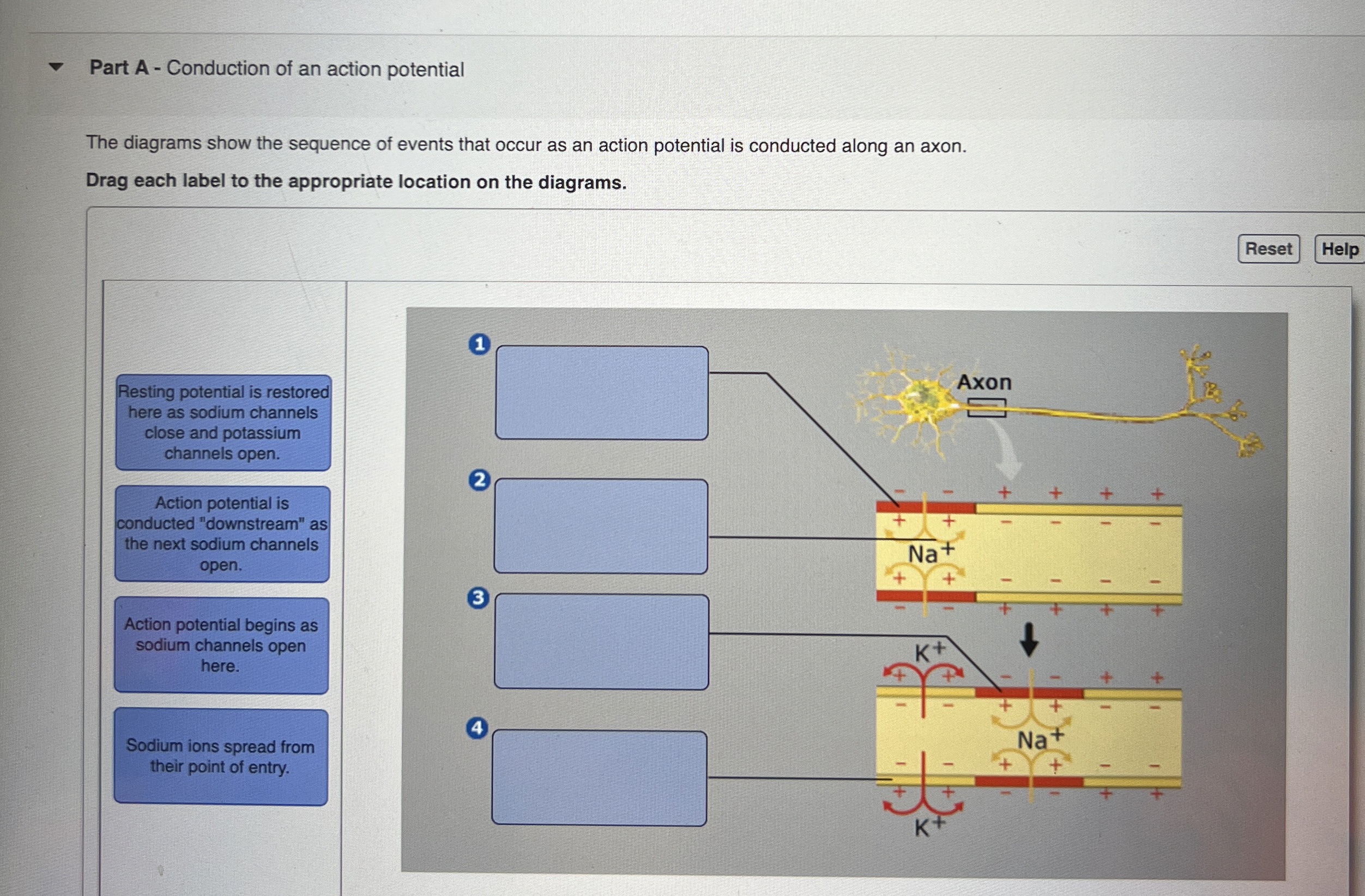 Solved Part A - ﻿Conduction of an action potentialThe | Chegg.com