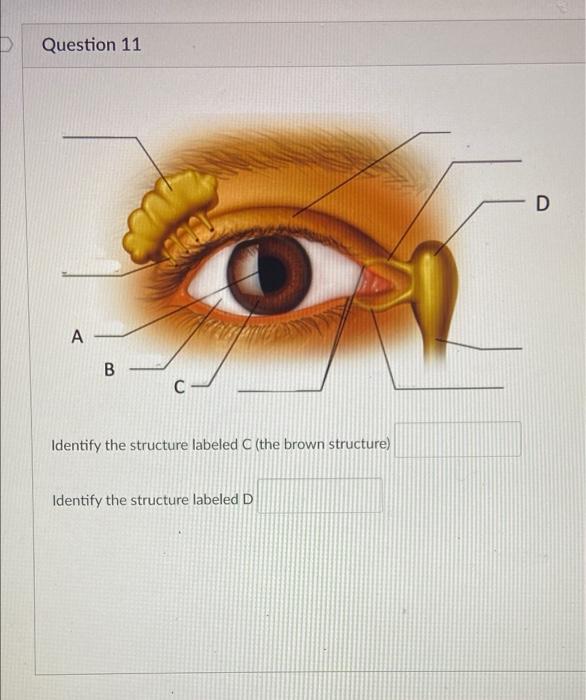Solved D Question 11 D A A 00 B C Identify the structure | Chegg.com