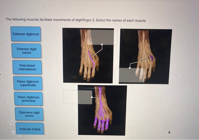 solved-the-following-muscles-facilitate-movements-of-chegg