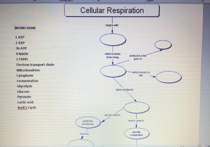 Solved Cellular Respiration 에에 CHO U WORD BANK 1 ATP 2 ATP | Chegg.com