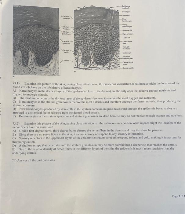 Solved M The care The dar 73.) blood vessels have on the Ne | Chegg.com