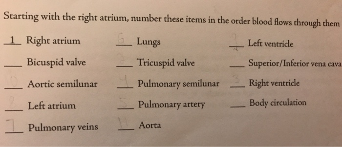 Solved Starting with the right atrium, number these items in | Chegg.com