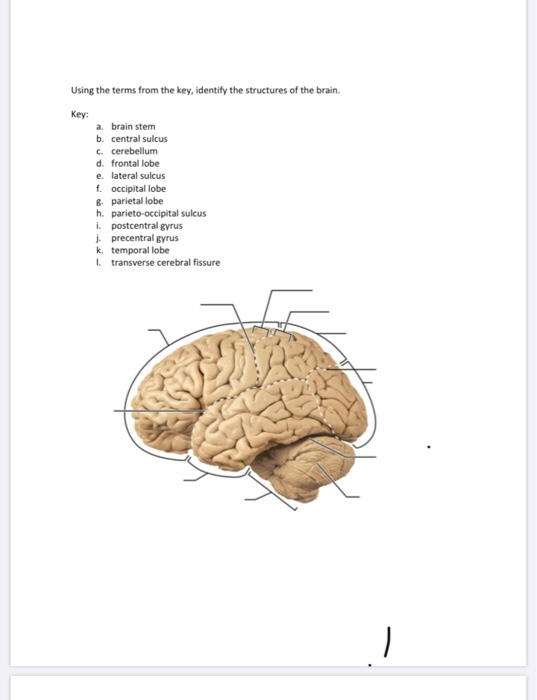 Solved Using The Terms From The Key Identify The Structures 7736