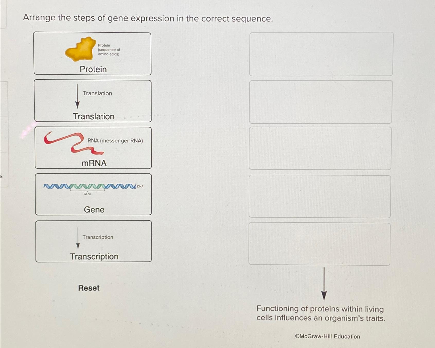 Solved Arrange The Steps Of Gene Expression In The Correct Chegg