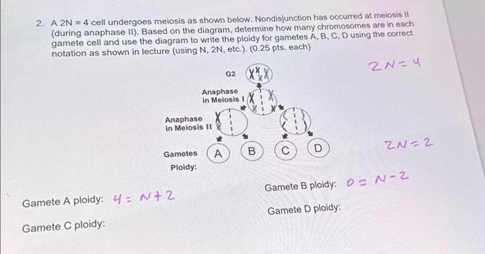 Solved 2. A 2N = 4 cell undergoes meiosis as shown below. | Chegg.com