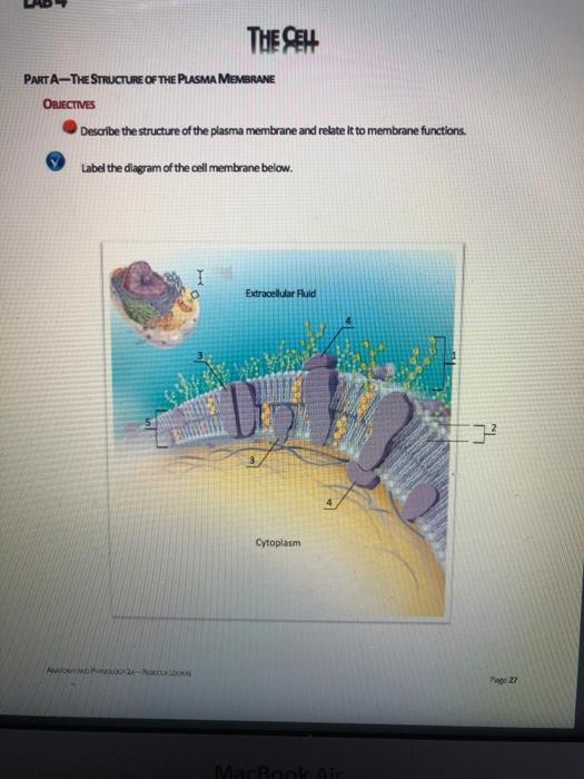 Solved THE CEH PARTA-THE STRUCTURE OF THE PLASMA MEMBRANE | Chegg.com