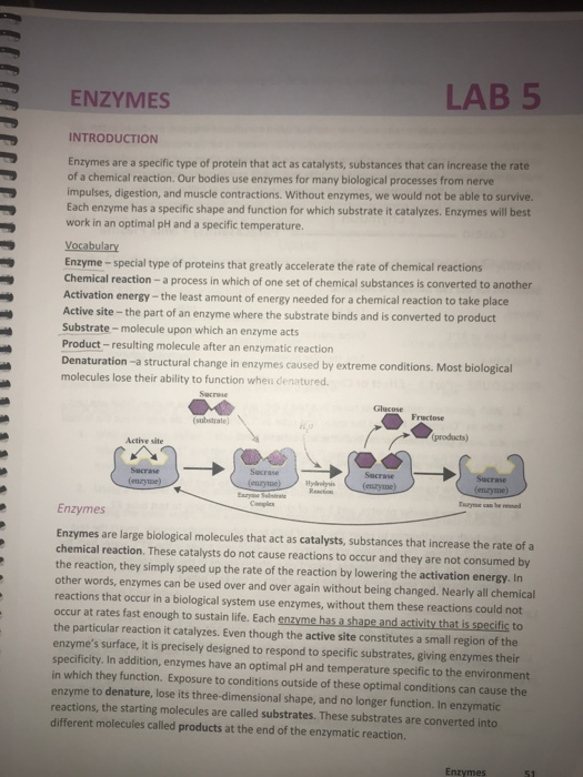 Solved: LAB 5 ENZYMES Name: Section: PRE-LAB QUESTIONS-Enz... | Chegg.com