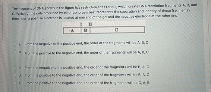 Solved The segment of DNA shown in the figure has | Chegg.com