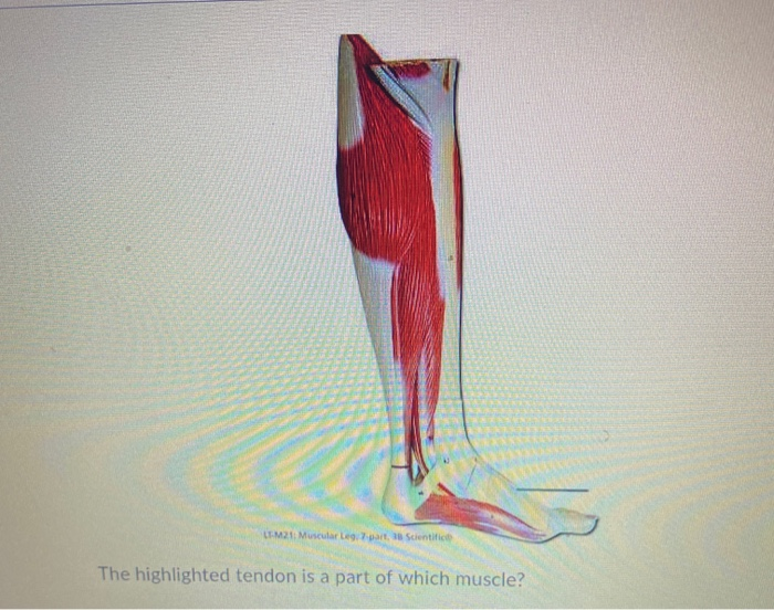 Solved Lm2 Musculares Parts Scientific The Highlighted 