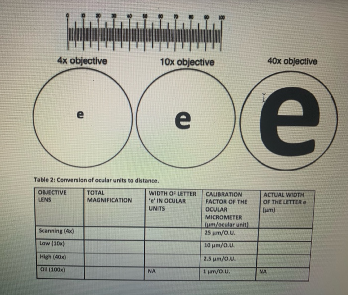 Solved EXERCISE 3 THE OCULAR MICROMETER Knowing the wees