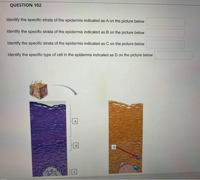 Identify the specific strata of the epidermis indicated as A on the picture below
Identify the specific strata of the epiderm