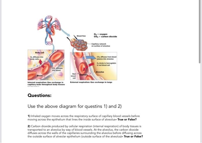 Solved Q. Based on the figure above (respiratory surface