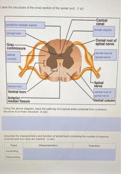 anterior commissure spinal cord