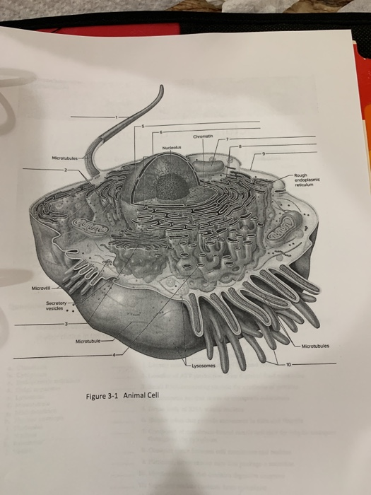 Solved Micro Secretary Microtubule Figure 3 1 Animal Cell Chegg Com