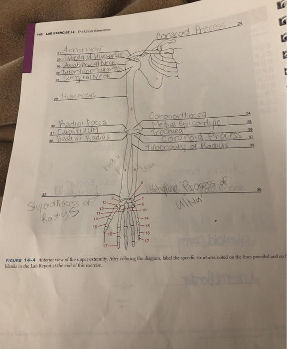 LAB EXERCISE 14 The Upper Extremities Coracoid