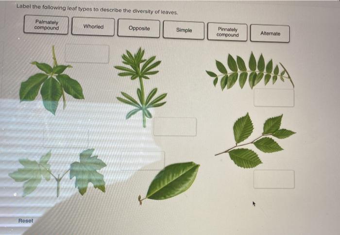 types of leaves simple and compound