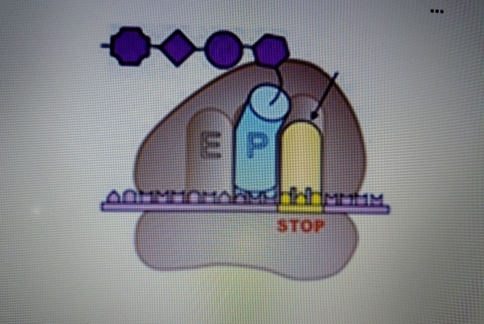 Solved in a growing DNA strand each monomer is added to | Chegg.com