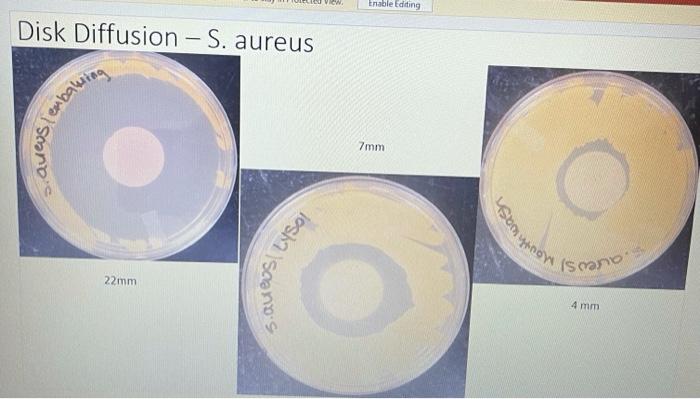 Solved Disk Diffusion and Kirby Bauer lab results Disk | Chegg.com