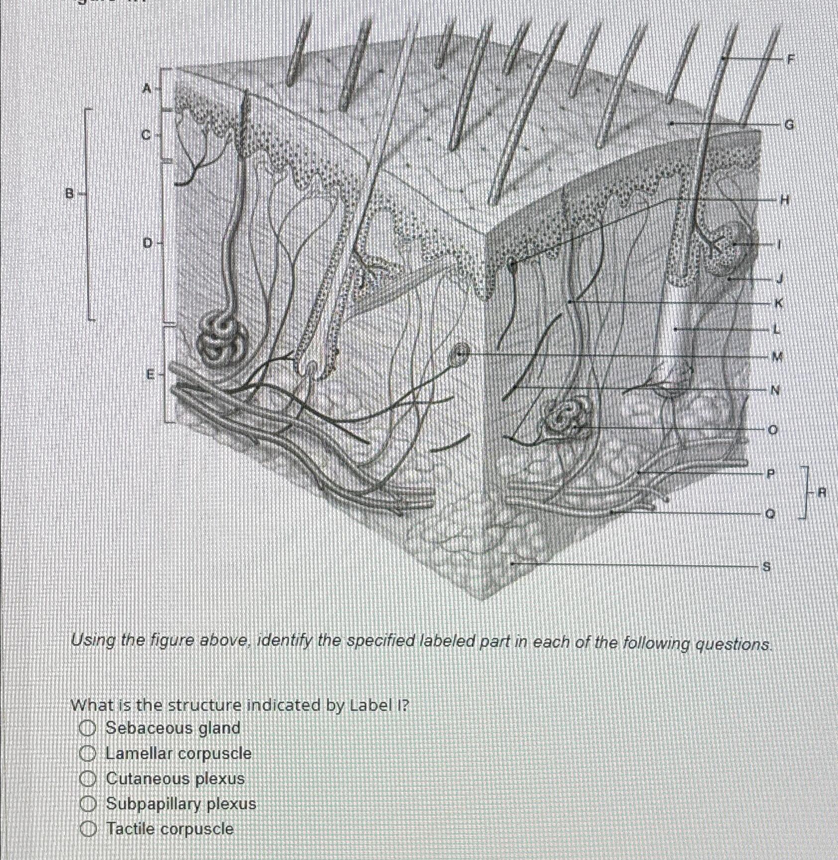 Solved Using the figure above, identify the specified | Chegg.com